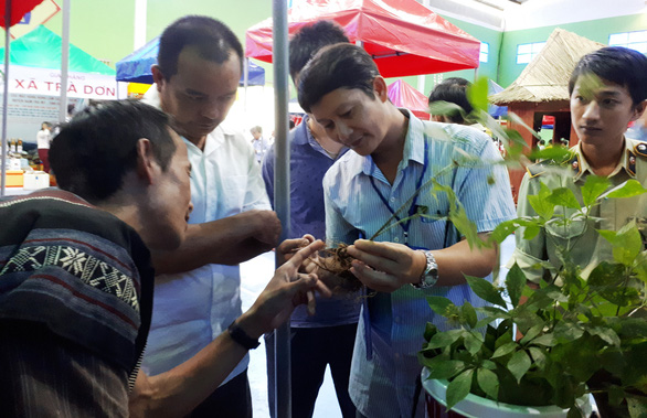 Giấc mơ ngành công nghiệp sâm Ngọc Linh - Ảnh 1.