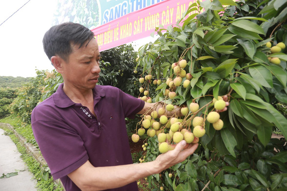 GIÁ CẢ HẰNG NGÀY (28-5): Sôi động thị trường 1-6, Vải thiều đắt hàng tại chợ và sàn online - Ảnh 2.