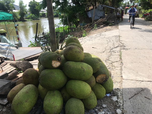 GIÁ CẢ HẰNG NGÀY 31-5: Giá mít thấp phải bán rẻ cho cá ăn; Xăng có thể tăng 600-800 đồng/lít - Ảnh 1.