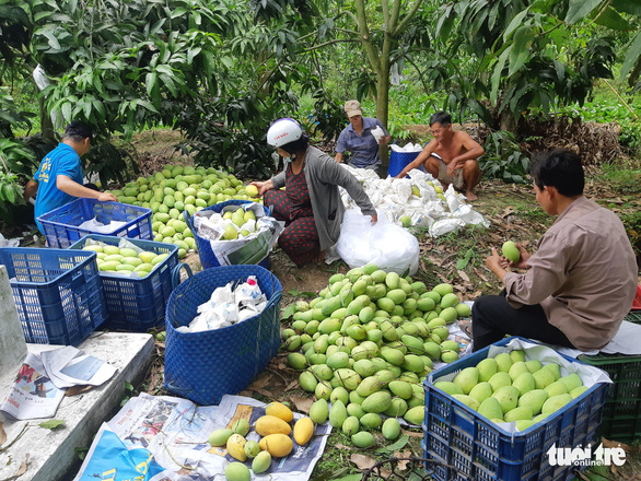 Xoài rớt giá thê thảm, nông dân Đồng Tháp khốn khổ - Ảnh 1.