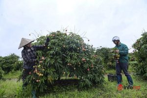 Trồng loại vải chín sớm giá cao ngất ngưởng, nông dân Hải Dương phấn khởi bỏ túi vài chục triệu mỗi sào - Ảnh 1.