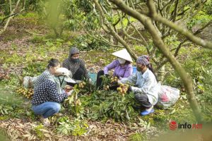 Vải được mùa được giá, cả làng nô nức hò nhau thu hái từ tờ mờ sáng - Ảnh 1.