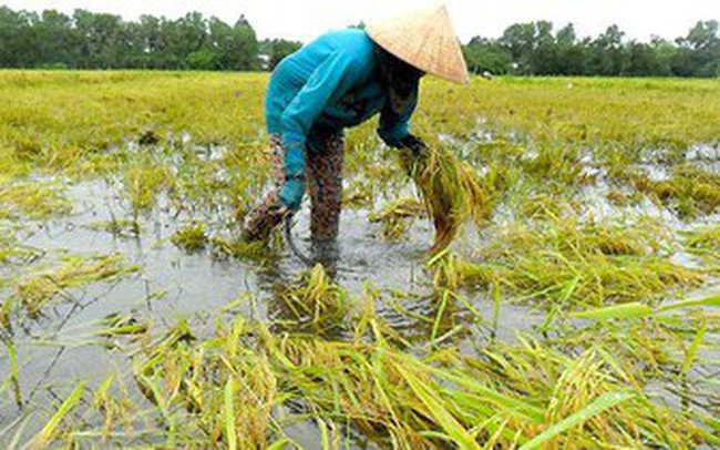 Mưa lớn cuốn phăng hàng tấn cá tầm, cá hồi Sapa trong đợt nghỉ lễ