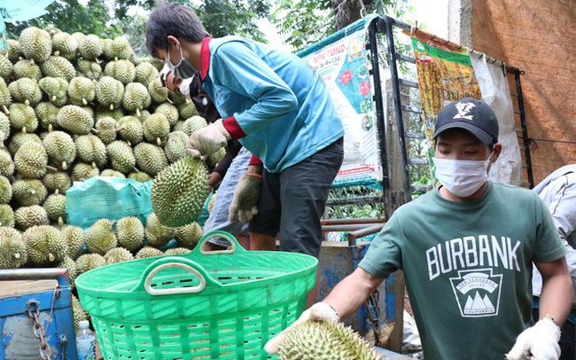 Sầu riêng được mùa, được giá