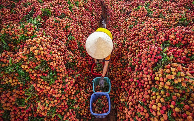 Hàng trăm thương lái Trung Quốc đã được cấp thị thực để đến Bắc Giang mua vải thiều