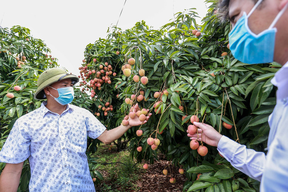 Xúc tiến, đưa vải thiều Bắc Giang sang thị trường Mỹ - Ảnh 1.