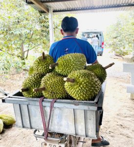 Việt Nam sắp xuất khẩu sầu riêng chính ngạch sang Trung Quốc - Ảnh 1.