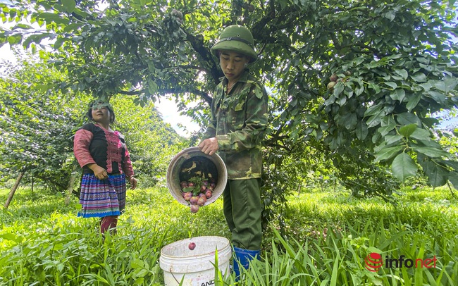 Sơn La: Mận được mùa, quả to căng mọng, giá cao, giữa trưa các vườn vẫn tấp nập người thu hái