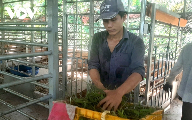 Thanh niên nuôi hươu khởi nghiệp, mỗi năm thu nhập gần nửa tỉ đồng