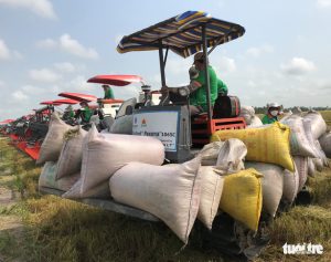 Nông dân bỏ lúa hàng ngàn hecta vì giá phân bón, vật tư quá cao - Ảnh 1.