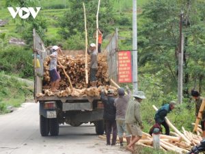 Nông dân Quảng Ngãi ồ ạt bán keo non vì được giá - Ảnh 1.