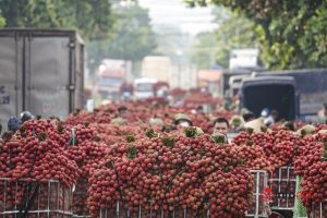 Bắc Giang: Vải vào vụ chín đỏ vườn, 5h sáng phóng xe máy cõng gần 2 tạ quả đi đổ buôn, quốc lộ 31 tắc dài - Ảnh 1.