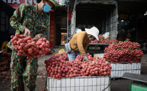 Thanh long, vải thiều được thông quan trở lại qua cửa khẩu Lào Cai