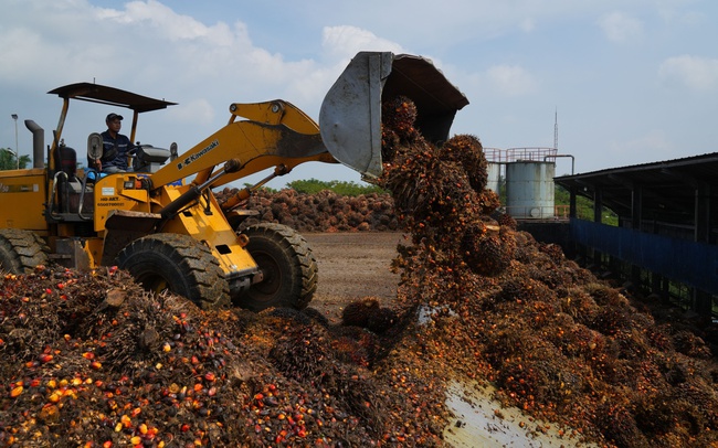 Không chỉ dỡ lệnh cấm, Indonesia còn miễn thuế xuất khẩu dầu cọ để đẩy hàng tồn