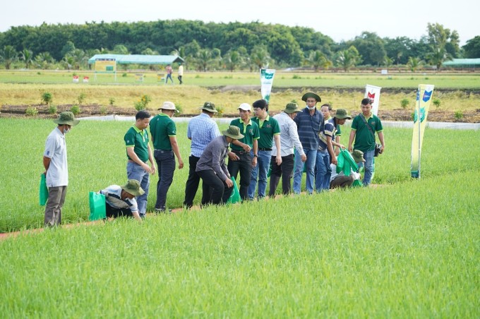 Nông dân tham quan cánh đồng ứng dụng bộ giải pháp bội thu trên cây lúa.