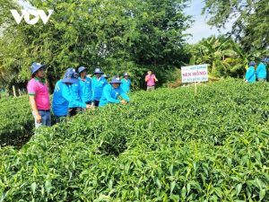 Trồng cây ớt luân canh dưới chân ruộng giúp nông dân Tiền Giang làm giàu - Ảnh 1.