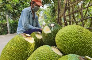 Giá mít Thái, dưa hấu, thanh long tăng vọt khi cửa khẩu phía Bắc hút hàng - Ảnh 1.