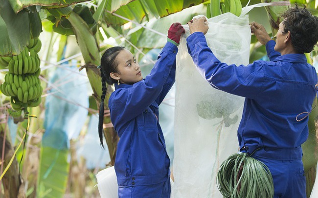 Gian nan khắc phục 4.000 tỷ lỗ lũy kế của HAGL Agrico: “Sổ đỏ” tại Lào và Campuchia chưa lấy về được nên khó triển khai dự án