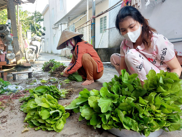 Bỏ tiền túi trồng vườn rau sạch tặng dân vùng dịch - Ảnh 3.