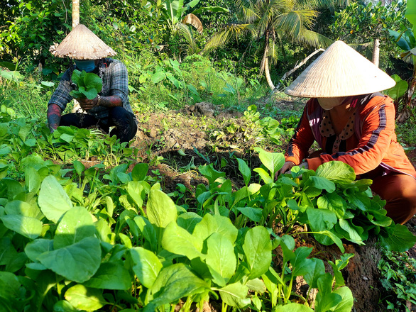 Bỏ tiền túi trồng vườn rau sạch tặng dân vùng dịch - Ảnh 1.