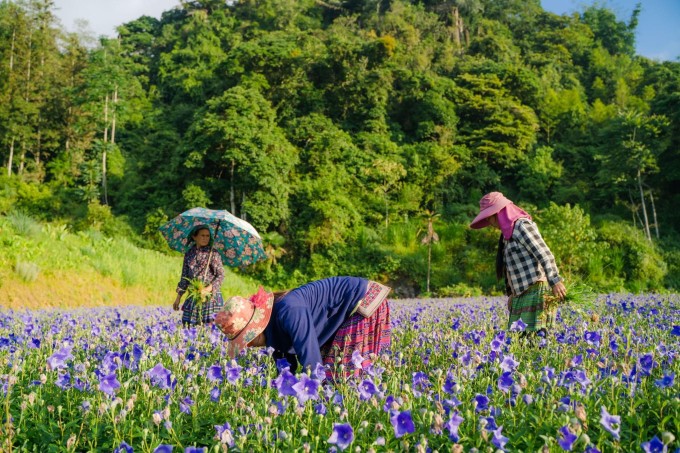 Cát cánh tím biếc trở thành cây trồng chủ lực tại Bắc Hà (Lào Cai).