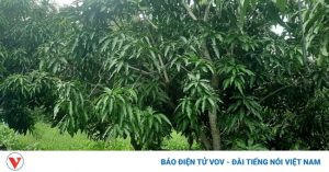 Xoài Tứ Quý “bén duyên” với vùng đất ven biển Bến Tre