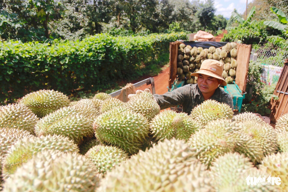 Đắk Lắk: Nâng chất lượng sầu riêng, không tăng diện tích trồng - Ảnh 4.