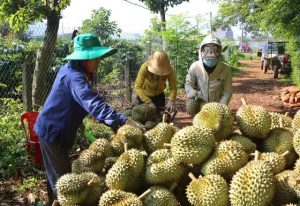 Lô sầu riêng đầu tiên xuất chính ngạch sang Trung Quốc - Ảnh 1.