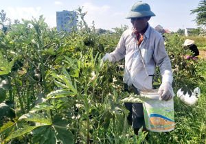 Rau, đậu rớt giá, nông dân Quảng Nam thua lỗ - Ảnh 1.